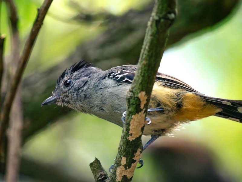 bird watching in serengeti