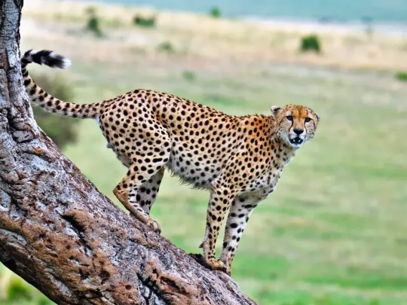cheetah sfaari