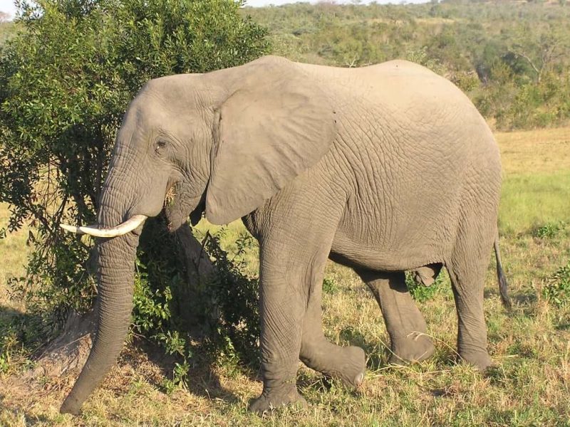elephant safari 2