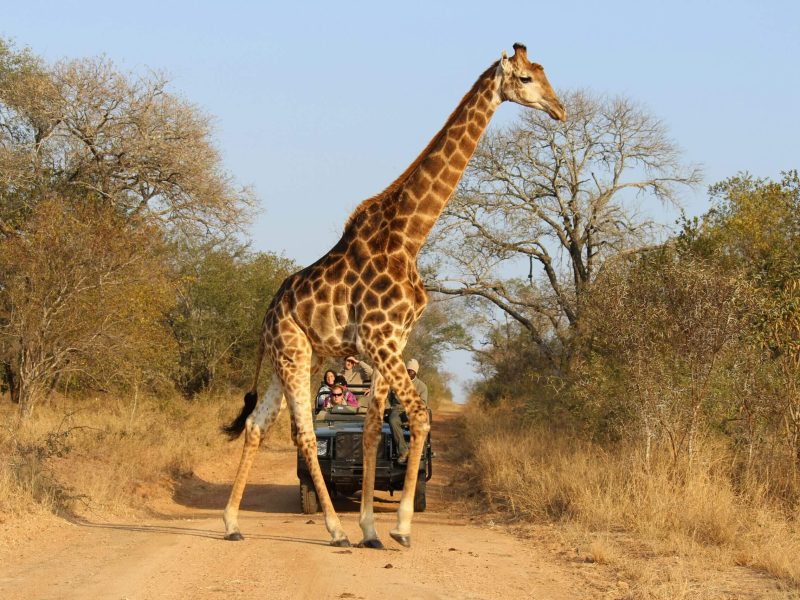 girrafe safari 2