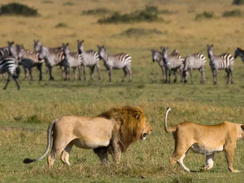 lion safari
