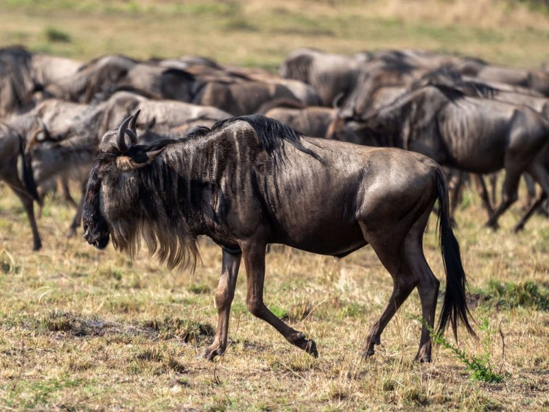 wildebeest migration safari