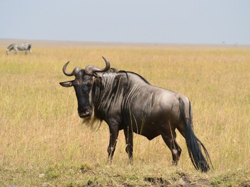 wildebeest