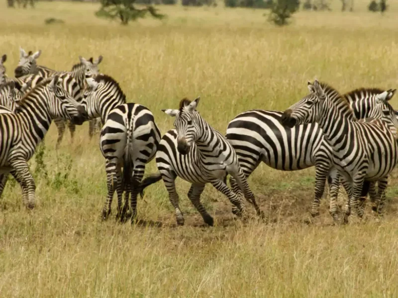 zebra safari 3