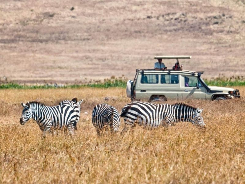 zebra safari 3