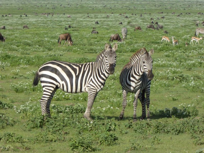 zebra safari in tarangire