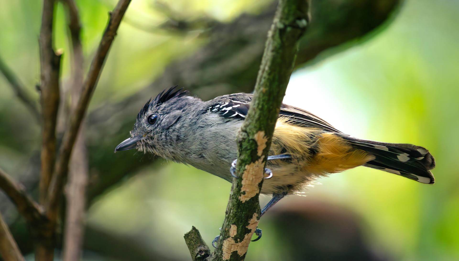 bird watching in serengeti