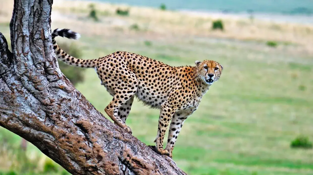 cheetah sfaari