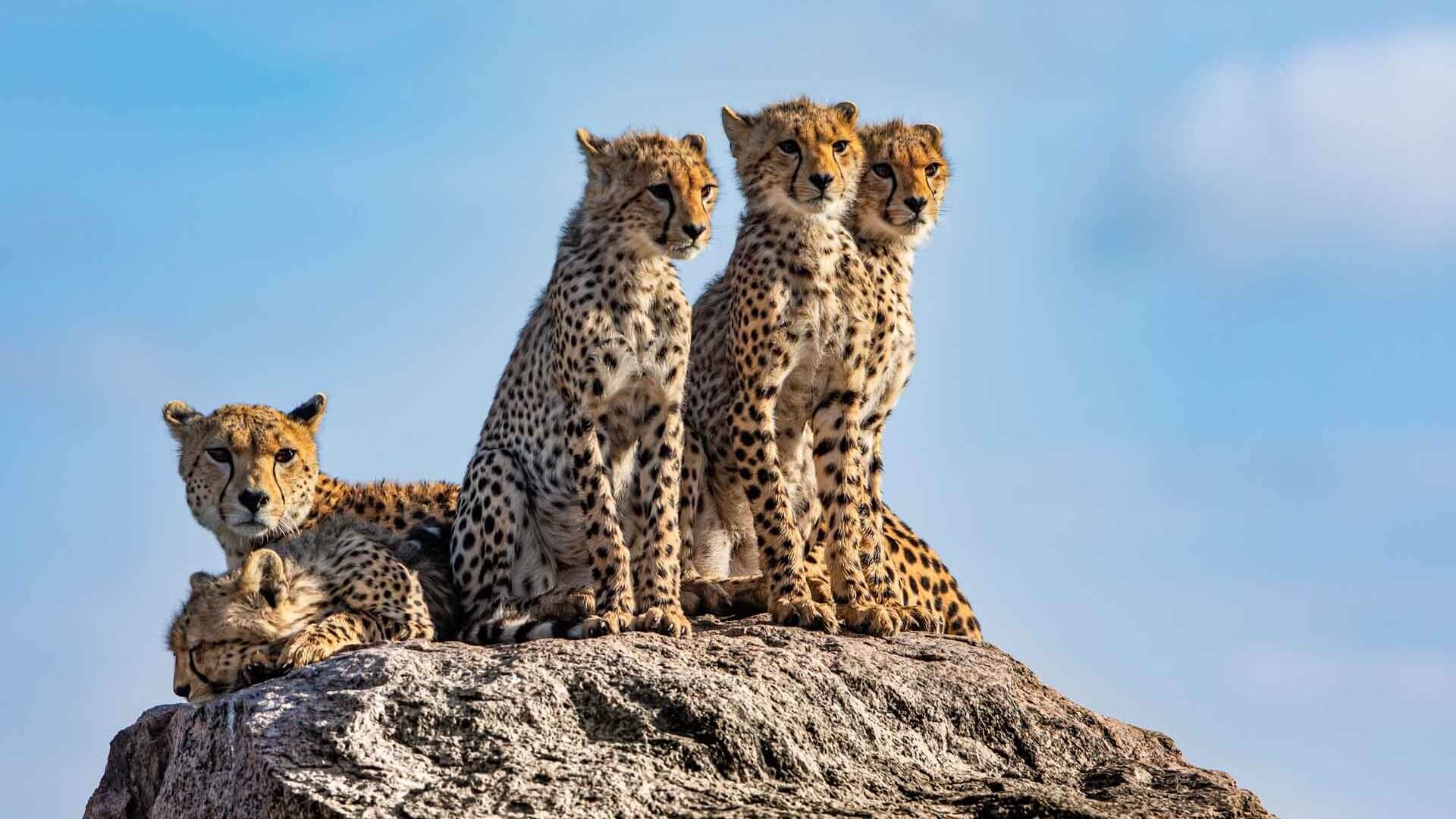 leopard safari 4 (1)