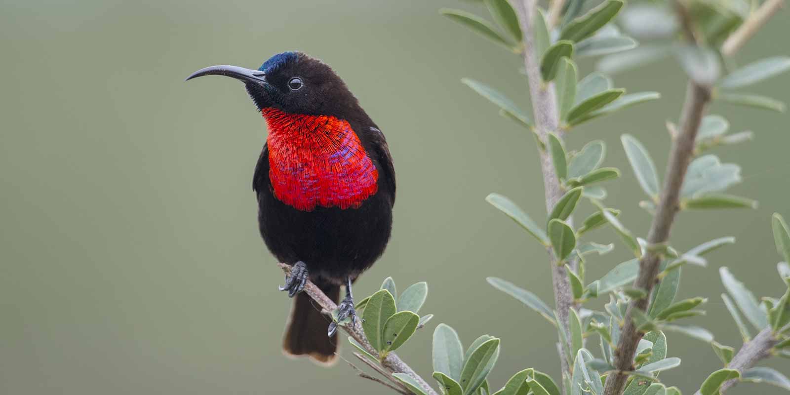 serengeti nationa park specious bird