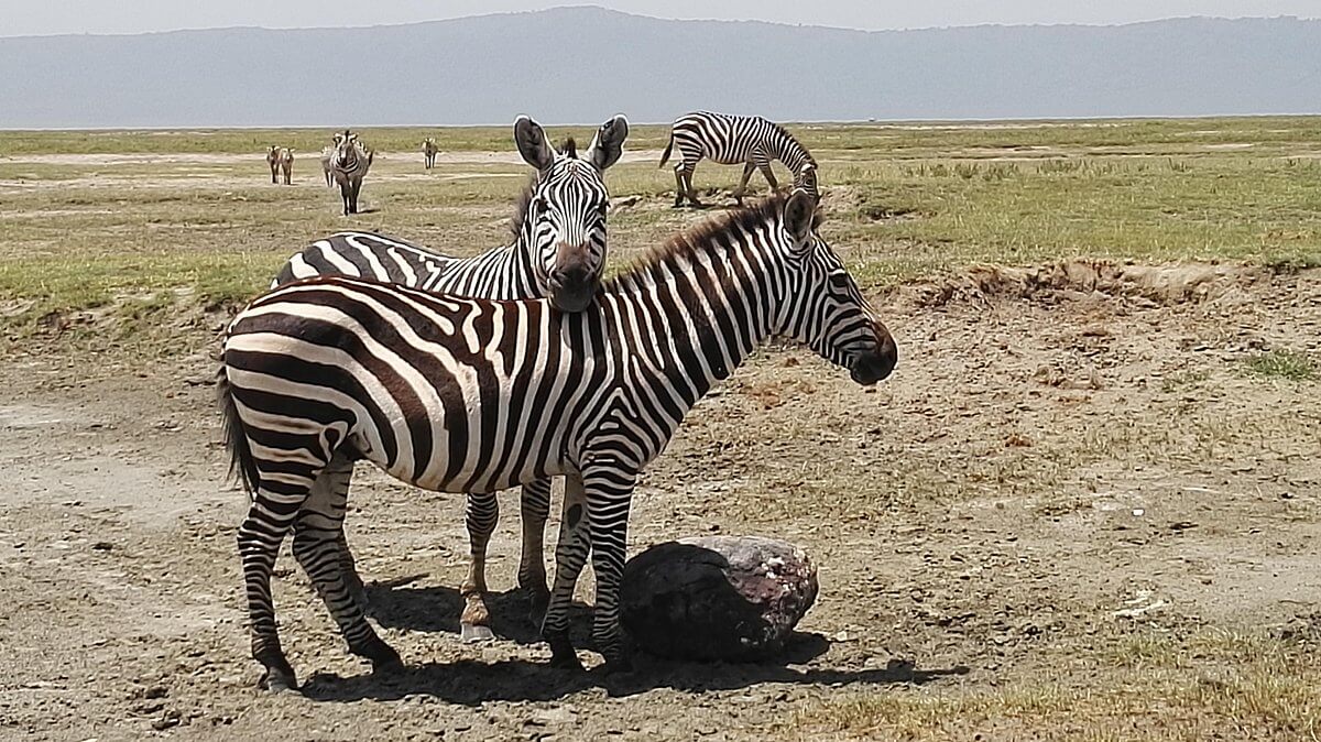 serengeti ntional park zebra 5