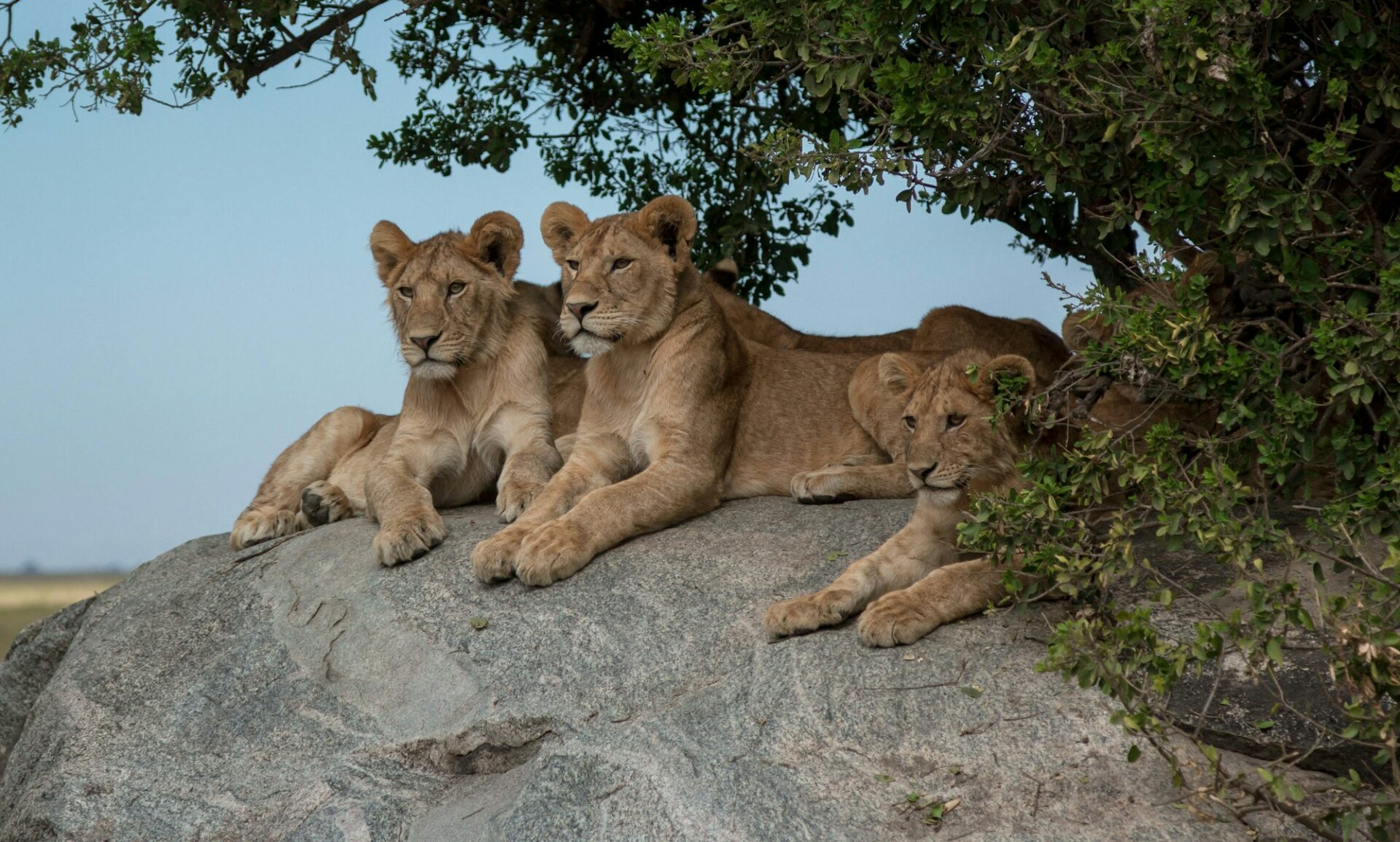 tarangire lions