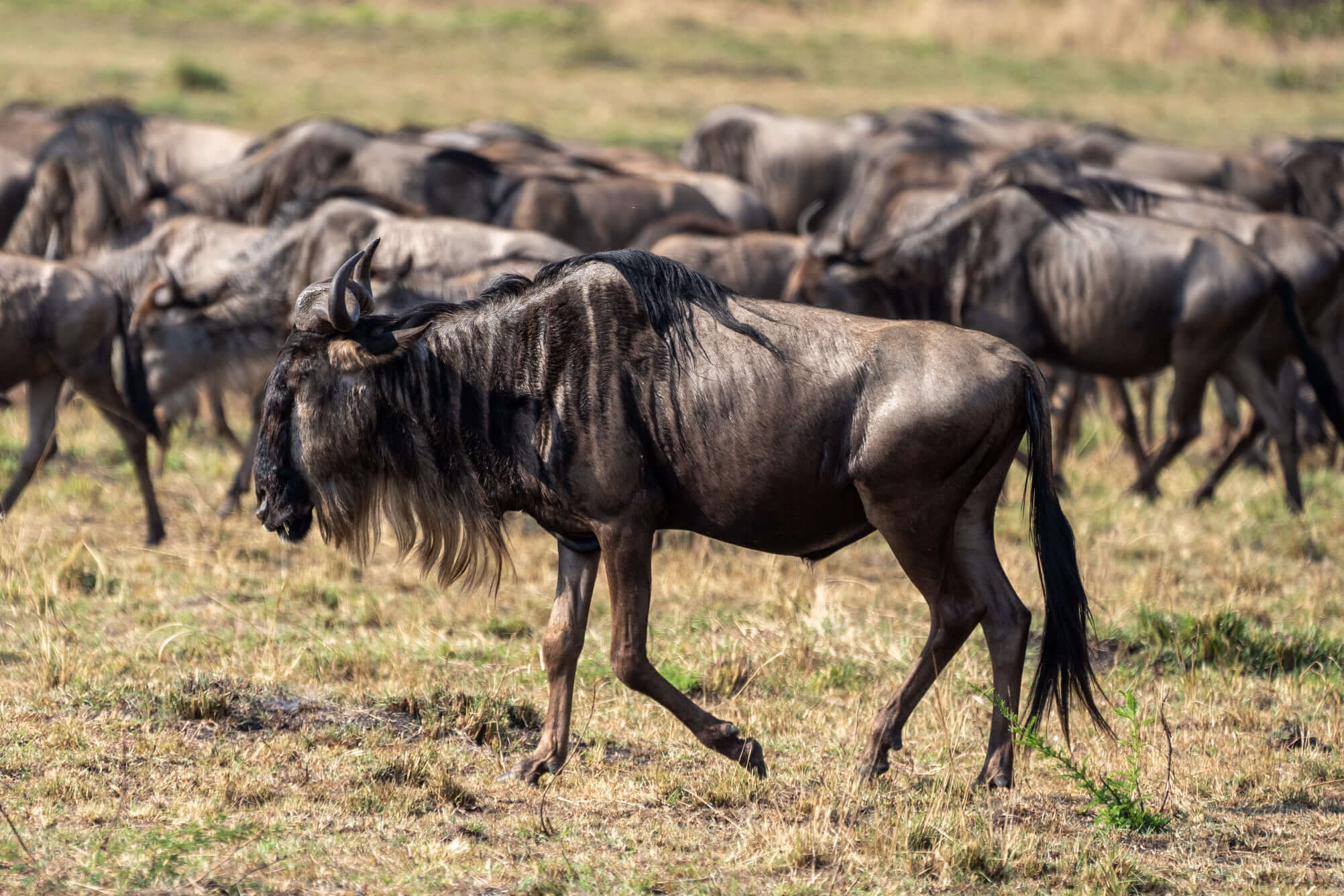 wildebeest migration safari