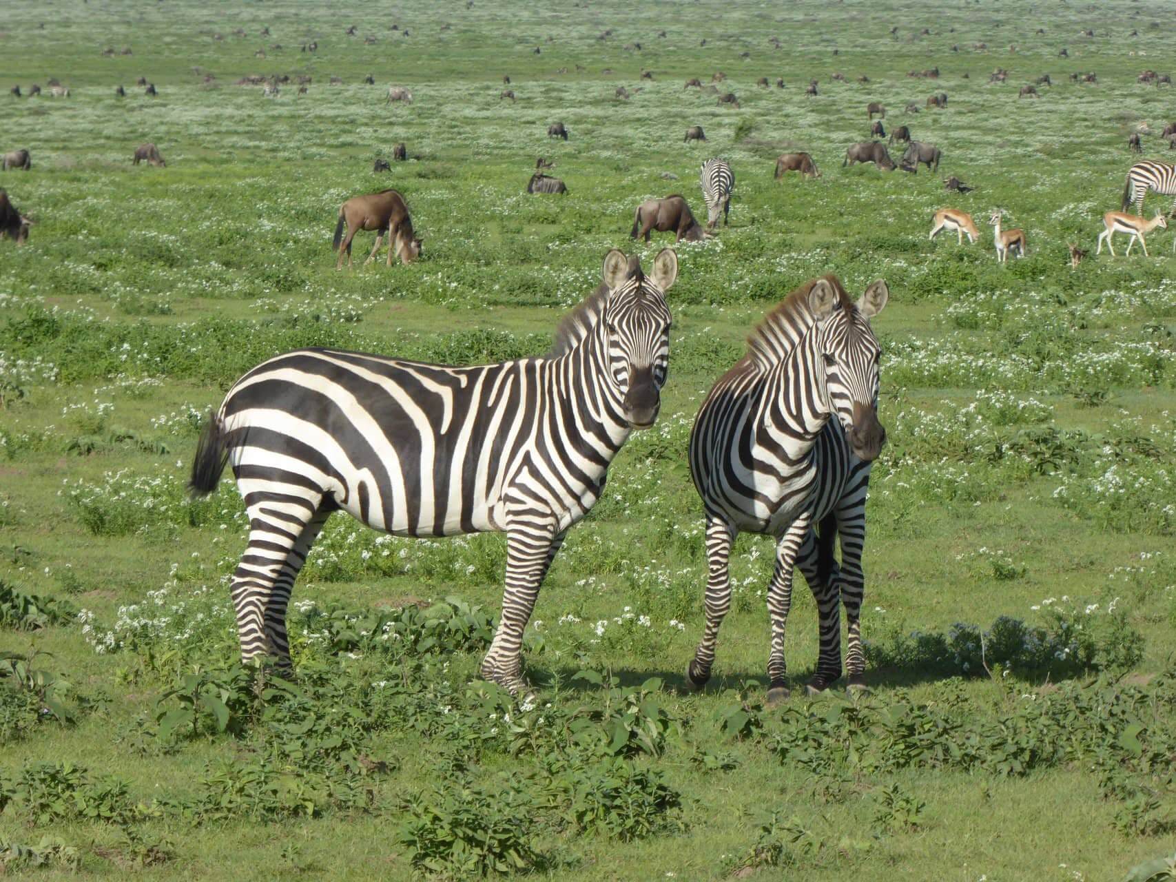 zebra safari in tarangire